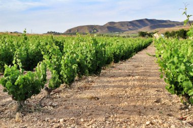 Jumilla, Murcia, İspanya 'da mavi gökyüzü altındaki güzel yeşil üzüm bağlarının manzarası.