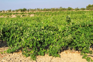 Jumilla, Murcia, İspanya 'da mavi gökyüzü altındaki güzel yeşil üzüm bağlarının manzarası.