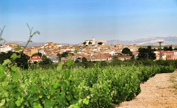 Krajobraz Pięknych Zielonych Winnic Pod Błękitnym Niebem Jumilla Prowincja Murcia — Zdjęcie stockowe