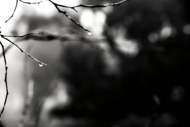 İspanya 'da sabah çiy damlalarıyla kurumuş ağaç dalları. Tek renkli resim.