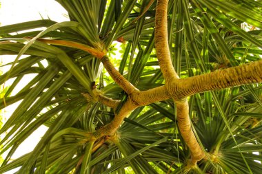 Palm plant in the garden
