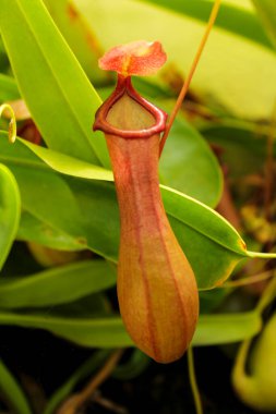 Güneşin altındaki bahçede güzel Nepenthes alata bitkisi