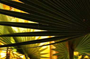 Beautiful Latania loddigessi mart leaves background in the garden