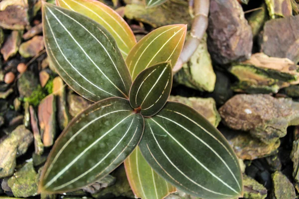 Beautiful Colorful Ludisia Discolor Orchid Leaves Garden — Stock Photo, Image