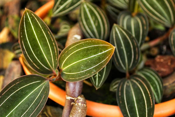 Beautiful Colorful Ludisia Discolor Orchid Leaves Garden — Stock Photo, Image