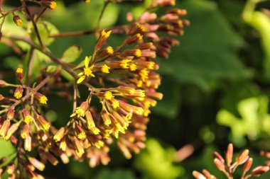 Colorful Senecio Petasitis flowers in the garden in Elche, Spain