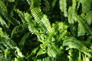 Fern leaves texture in the garden in Elche, Spain