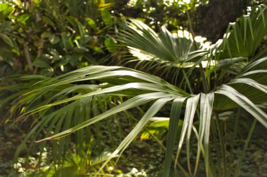 Green vegetation in a botanical garden in Elche, Spain