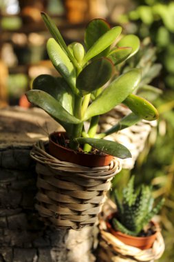 Güney İspanya 'daki bahçede sulu bitkiler