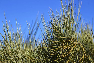 Equisetum Arvense plant texture in the mountain under the sun