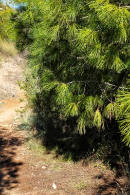 Pinus Halepensis in the mountain under the sun in Alicante