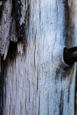 White and brown Tree bark texture in the garden under a sunny day
