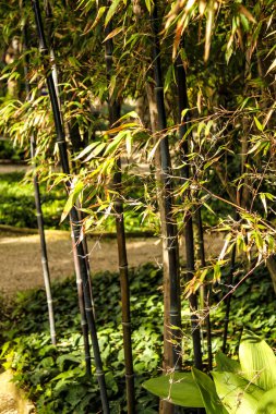 Phyllostachys, black bamboo in the garden under the sun