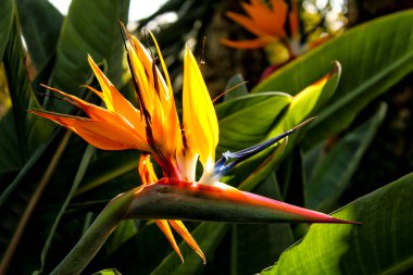 Cennet Kuşu Elche, İspanya 'da bir bahçede çiçek açtı.