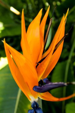 Cennet Kuşu Elche, İspanya 'da bir bahçede çiçek açtı.