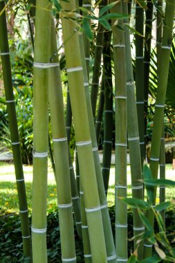 Forest of bamboo canes in the garden, Bambusoideae
