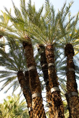 İspanya, Elche 'de sekiz kollu muazzam palmiye ağacı