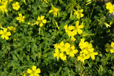 Beautiful yellow Oxalis pes-caprae flowers in spring