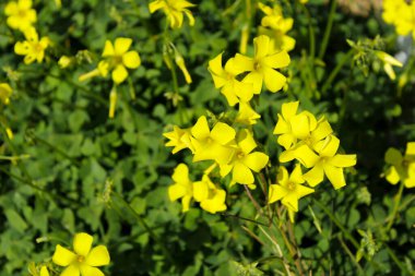 Beautiful yellow Oxalis pes-caprae flowers in spring
