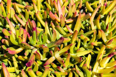 Beautiful Carpobrotus edulis plant in the garden in spring
