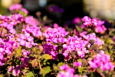 Beautiful and colorful pink lantana flowers under the sun