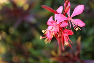 Beautiful Guara lindheimeri pink flower in the garden