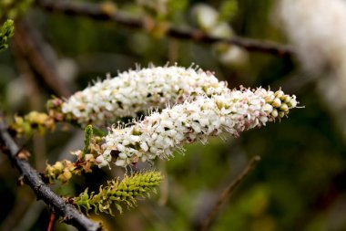 Beautiful Tamarix sp tree flowers and branches
