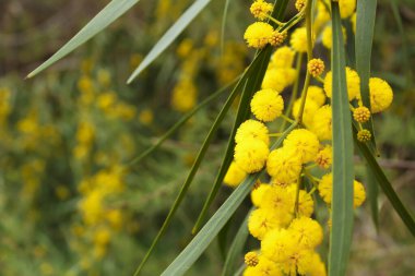 Baharda güzel ve renkli Acacia Dealbata ağacı
