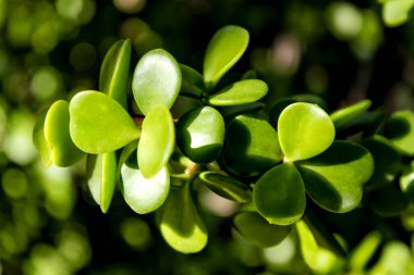 Güney İspanya 'daki bahçede bulunan Crassula Ovata Sulu bitkisi. Crassula Argentea