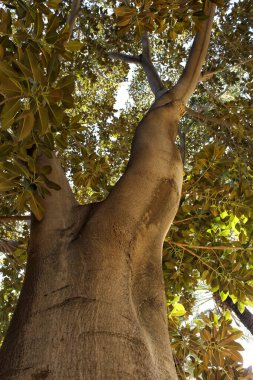 Ficus makrophylla ağacı Elche, İspanya 'da bir bahçede.
