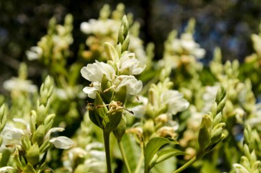Baharda bahçede güzel beyaz Justicia Adhatoda çiçekleri
