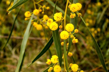 Baharda güzel ve renkli Acacia Dealbata ağacı