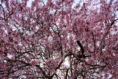 Riopar, Albacete, İspanya 'da kiraz çiçekli renkli ve rahatlatıcı bir bahçe.