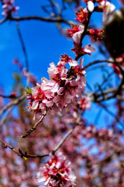 Mavi gökyüzünün altında açan pembe badem ağacı çiçekleri.