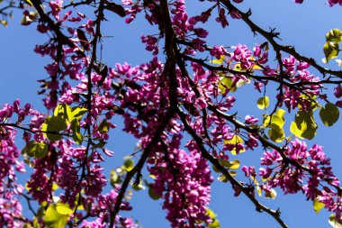 Baharda bahçede mavi gökyüzünün altında Siliquastrum ağacı