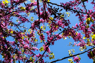 Baharda bahçede mavi gökyüzünün altında Siliquastrum ağacı