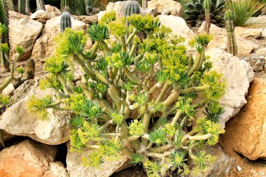 Güzel Senecia Kleinia bahçedeki güneşin altında