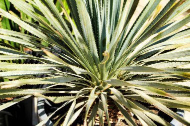 Hesperoyucca Whipplei bitkisi güneşin altında