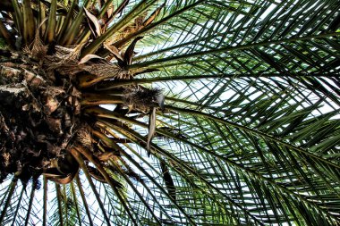 Palmiye dalları dokusu ve arkaplan