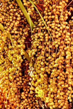 İspanya, Alicante, Elche belediye parkındaki palmiye ağacı dokusu üzerine tarihler