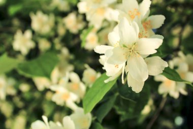 Bahçedeki güzel Philadelphia Coronarius beyaz çiçekleri.
