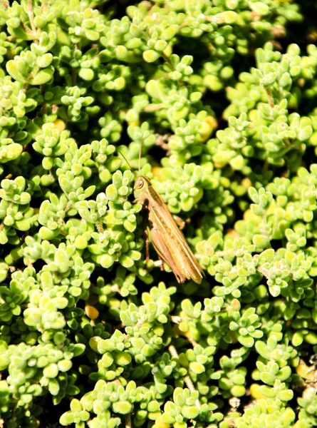 Grasshopper on green plant in the garden under the sun