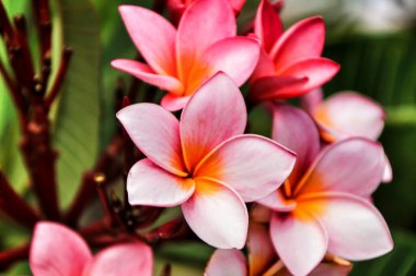 Güneşin altındaki bahçede güzel Meksika Plumeria çiçekleri