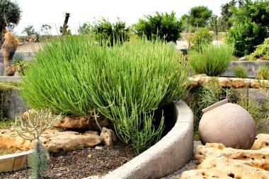 Cabo de Gata 'da, Nijar' da, Almerya 'da güneşin altında çok güzel bir kaktüs bahçesi var.