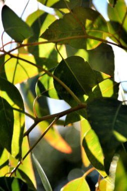 Okaliptüs sonbaharda güneşin altında doku bırakır.