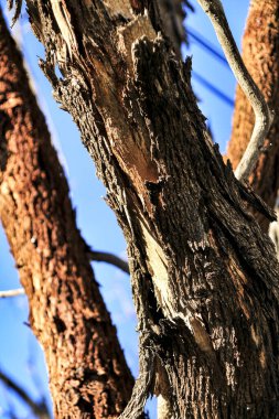 Dağdaki okaliptüs ağacının hasarlı ve hastalıklı kabuğu.