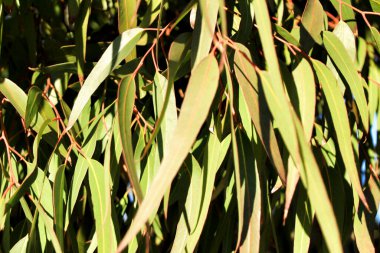 Okaliptüs sonbaharda güneşin altında doku bırakır.