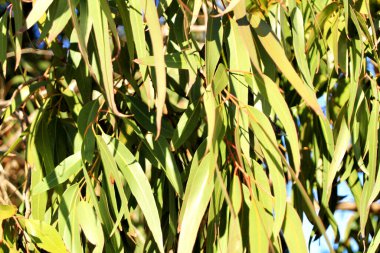 Okaliptüs sonbaharda güneşin altında doku bırakır.