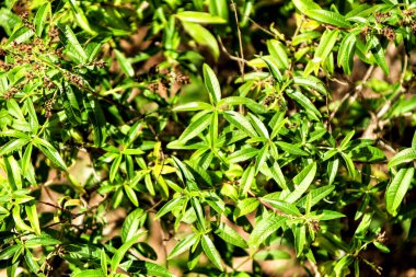 Aloysia sitriodora bitkisi güneşin altındaki bahçede.
