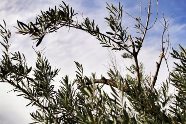 İspanya, Alicante 'de güneş altında zeytin dalları